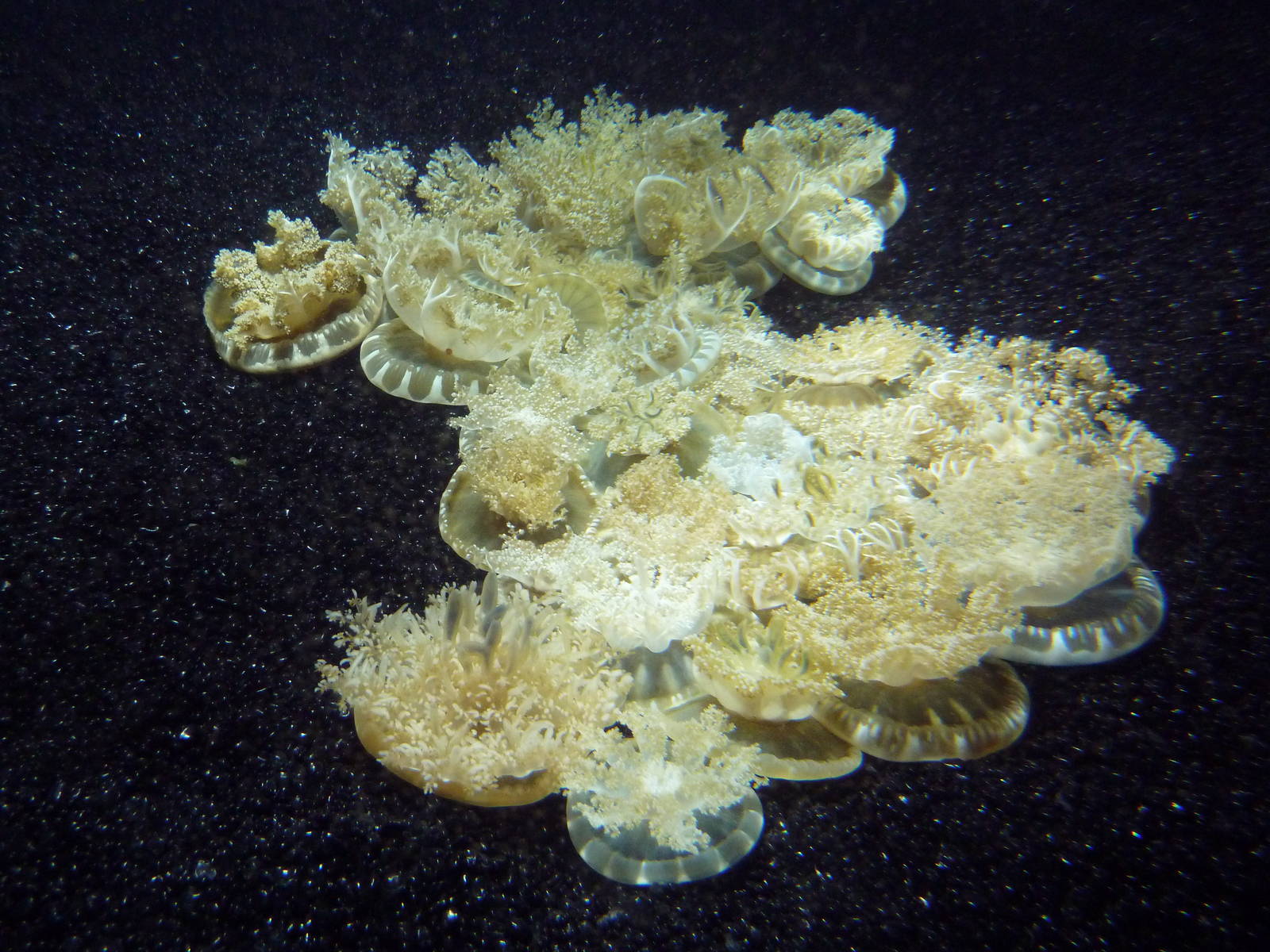 Pier 4 Pavilion: Jellies Invasion Exhibit