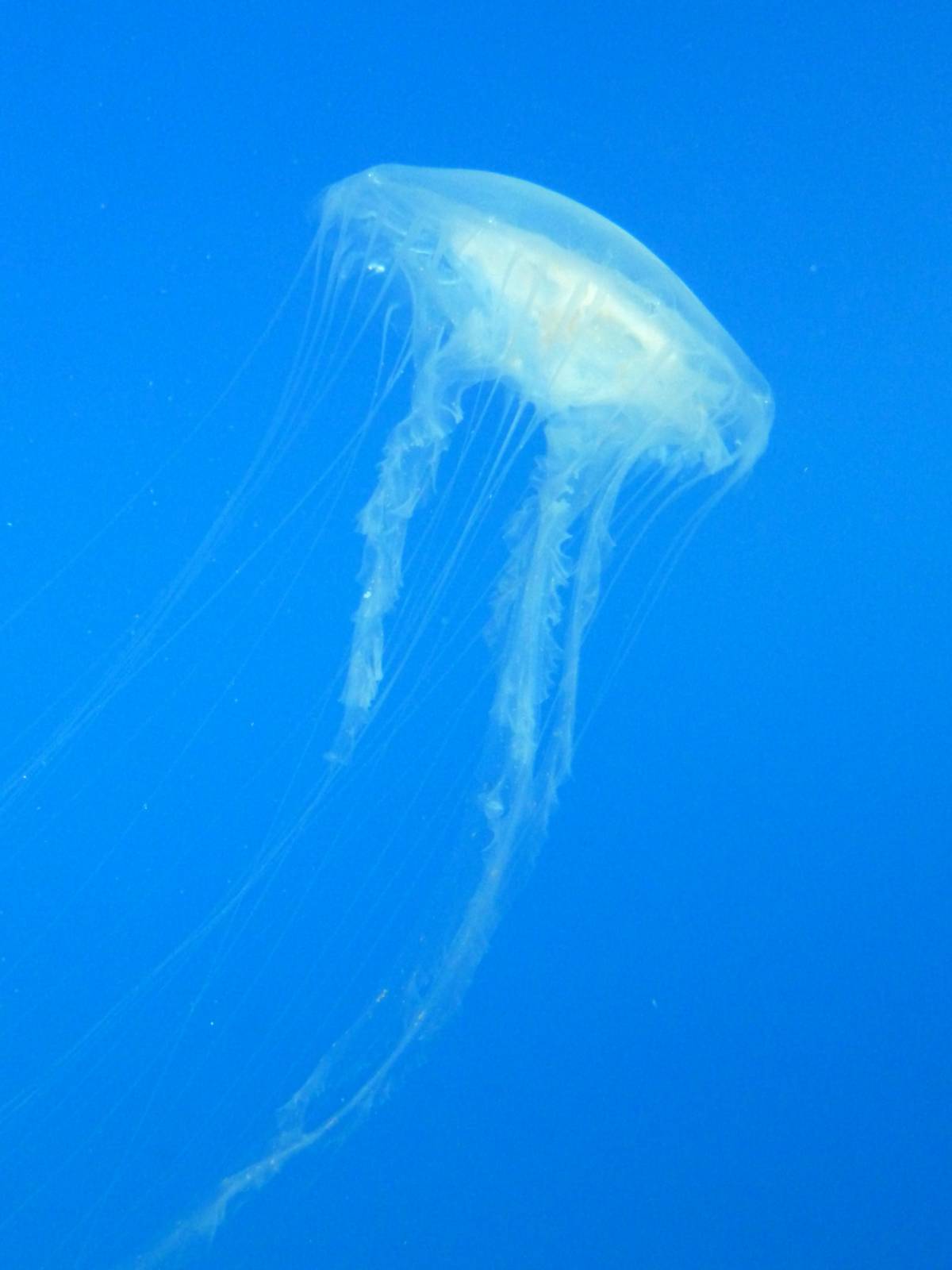 Pier 4 Pavilion: Jellies Invasion Exhibit