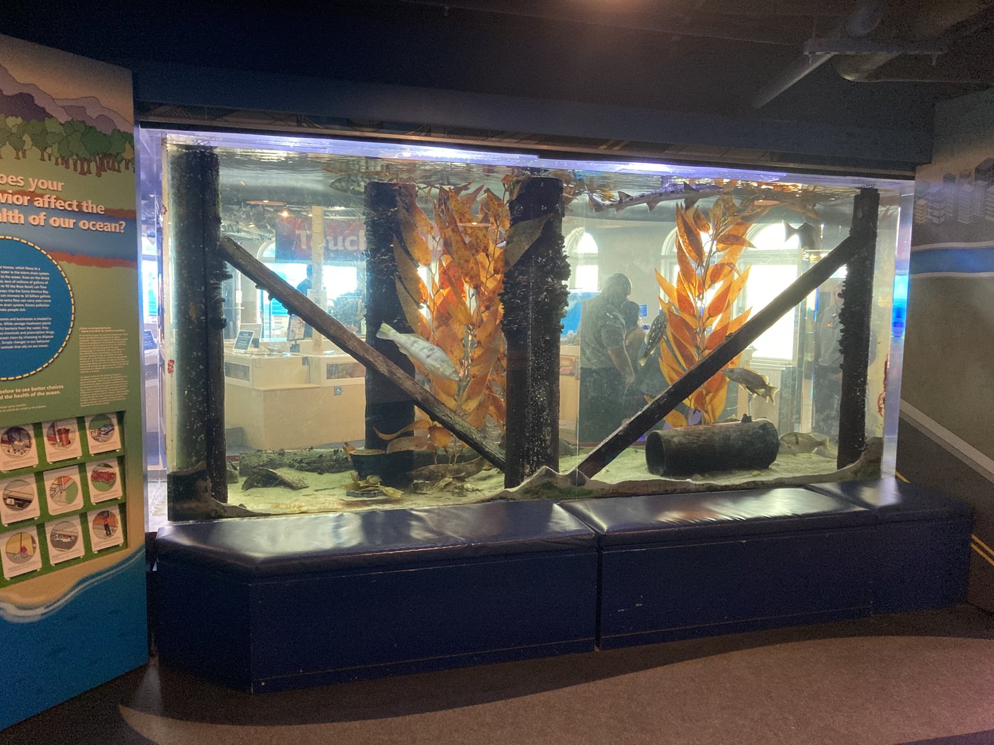 Pier Exhibit (Swell sharks, Leopard sharks, Garibaldi, etc)