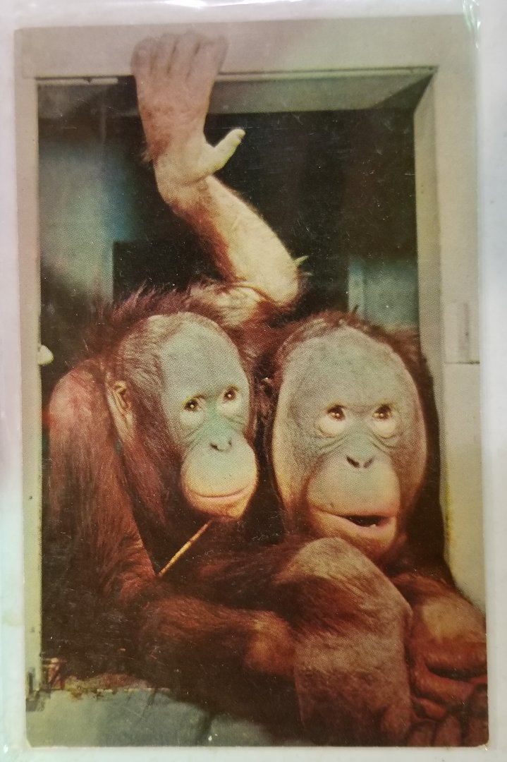 "Pieter" and "Tia" (Orangutans)