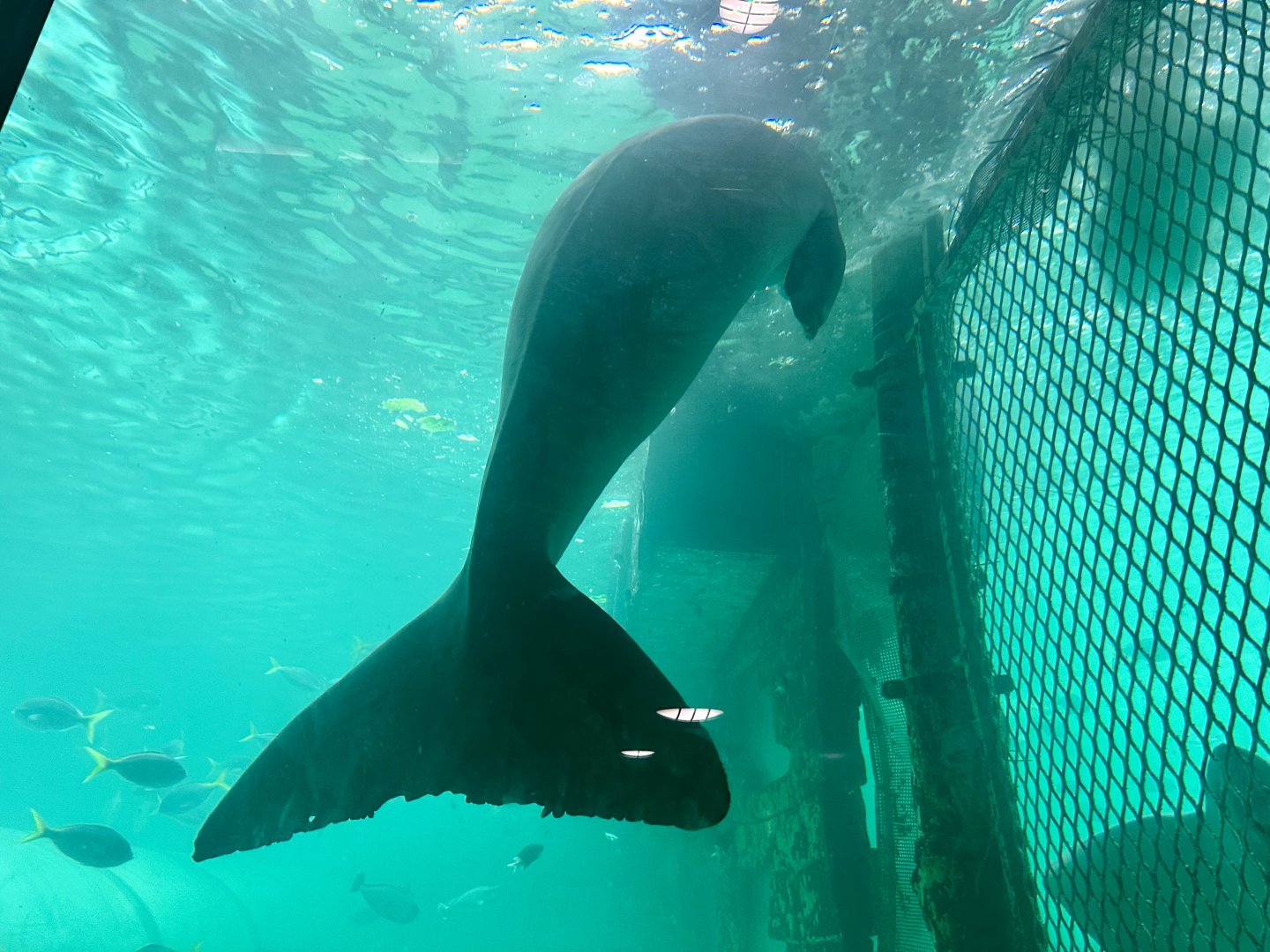 Pig (Dugong) - Tail Flukes
