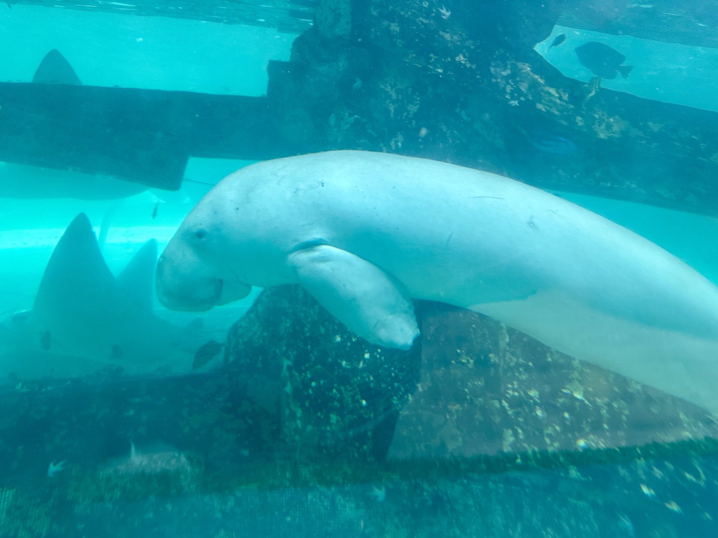 Pig (Dugong)