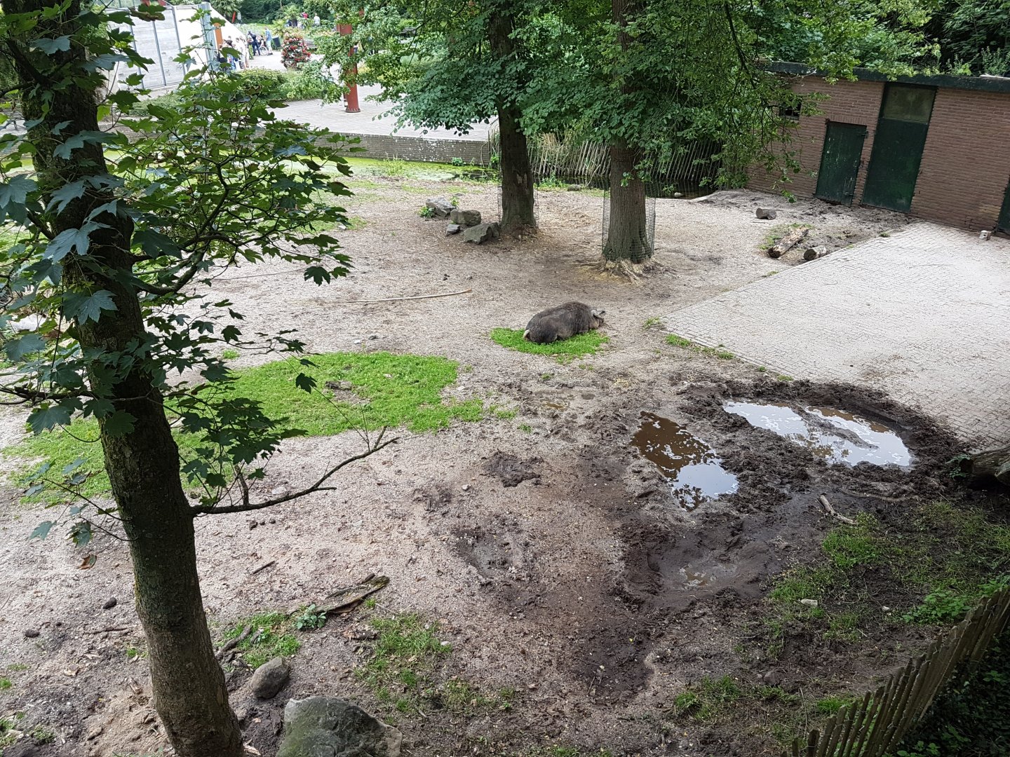 Pig-enclosure from above