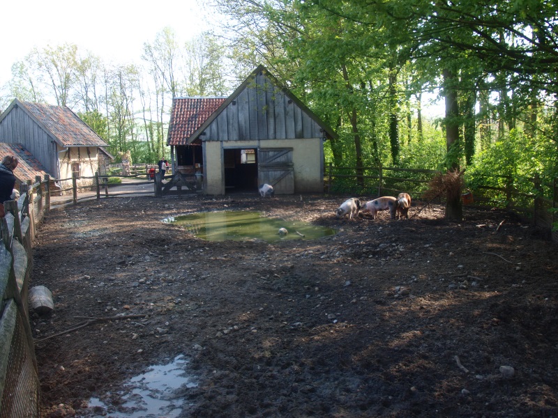 Pig enclosure (May 2nd, 2015)