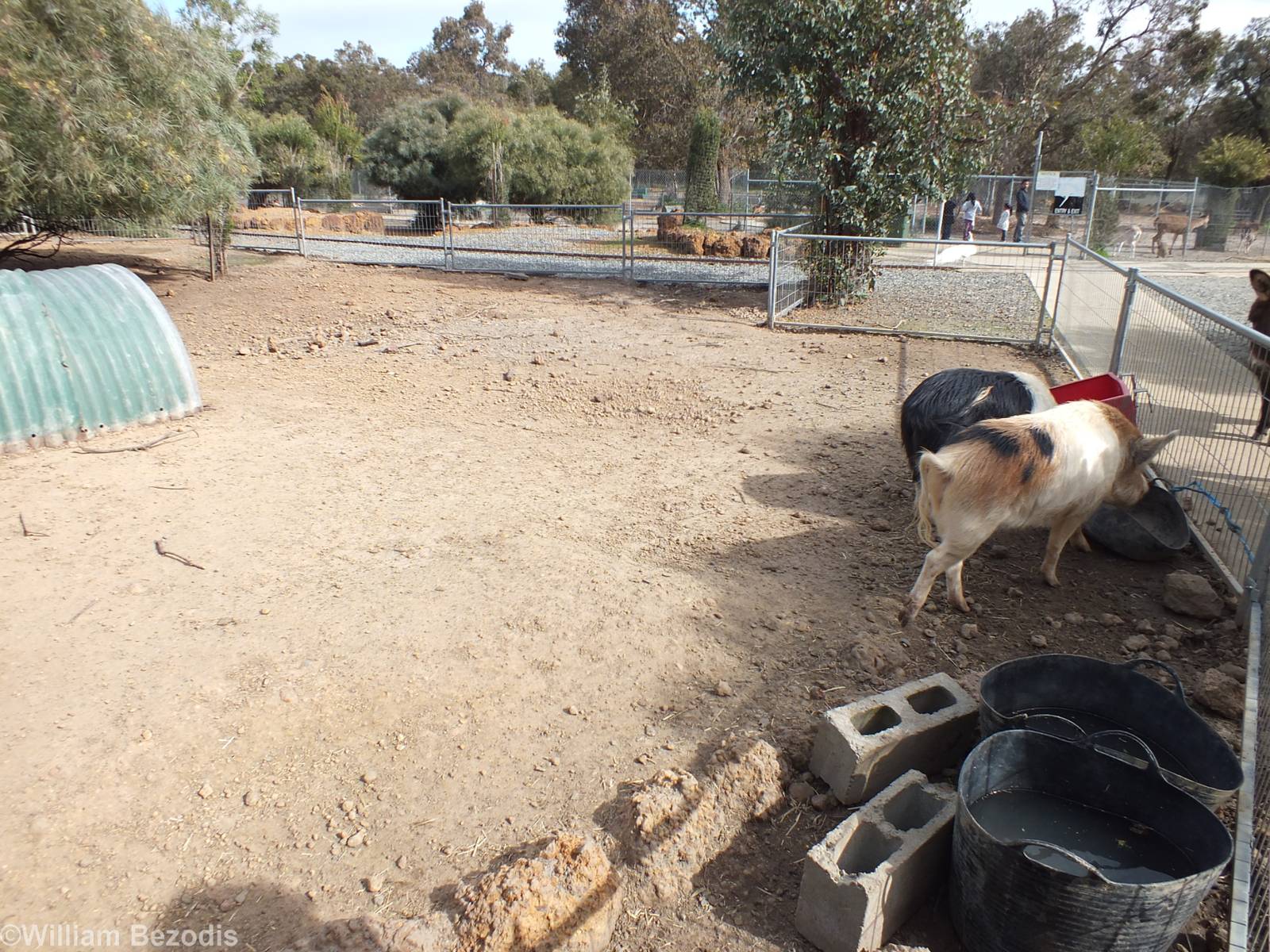 Pig Enclosure (which also had the gate left open) - Cohunu Koala Park