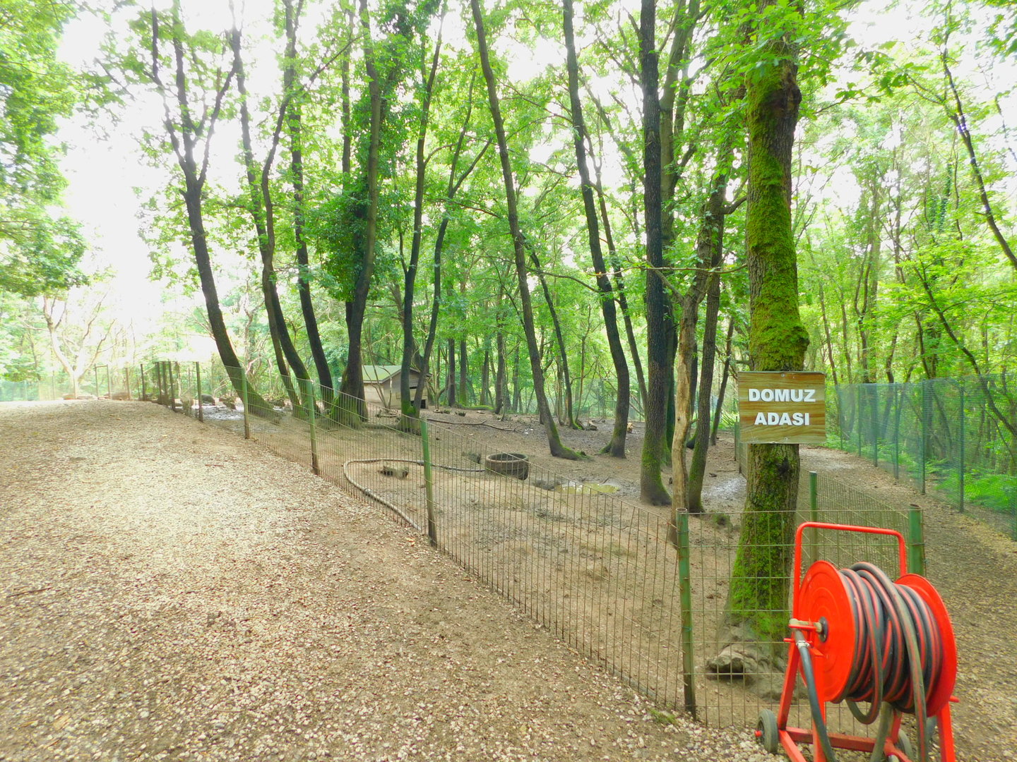 Pig Enclosure Within Deer Walkthrough