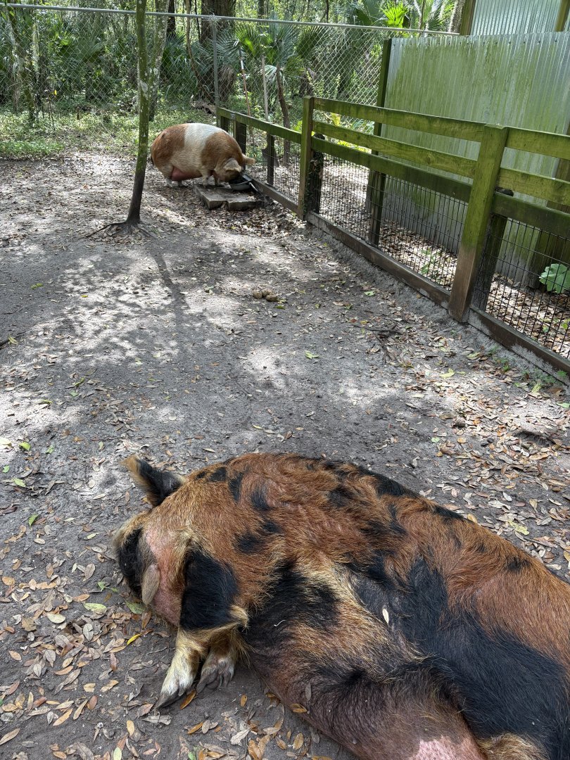 Pig Enclosure