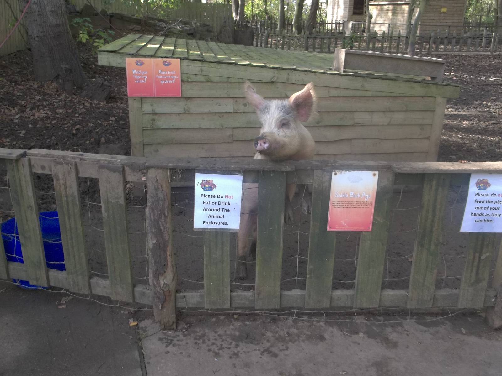 Pig exhibit near entrance, 29th October 2014