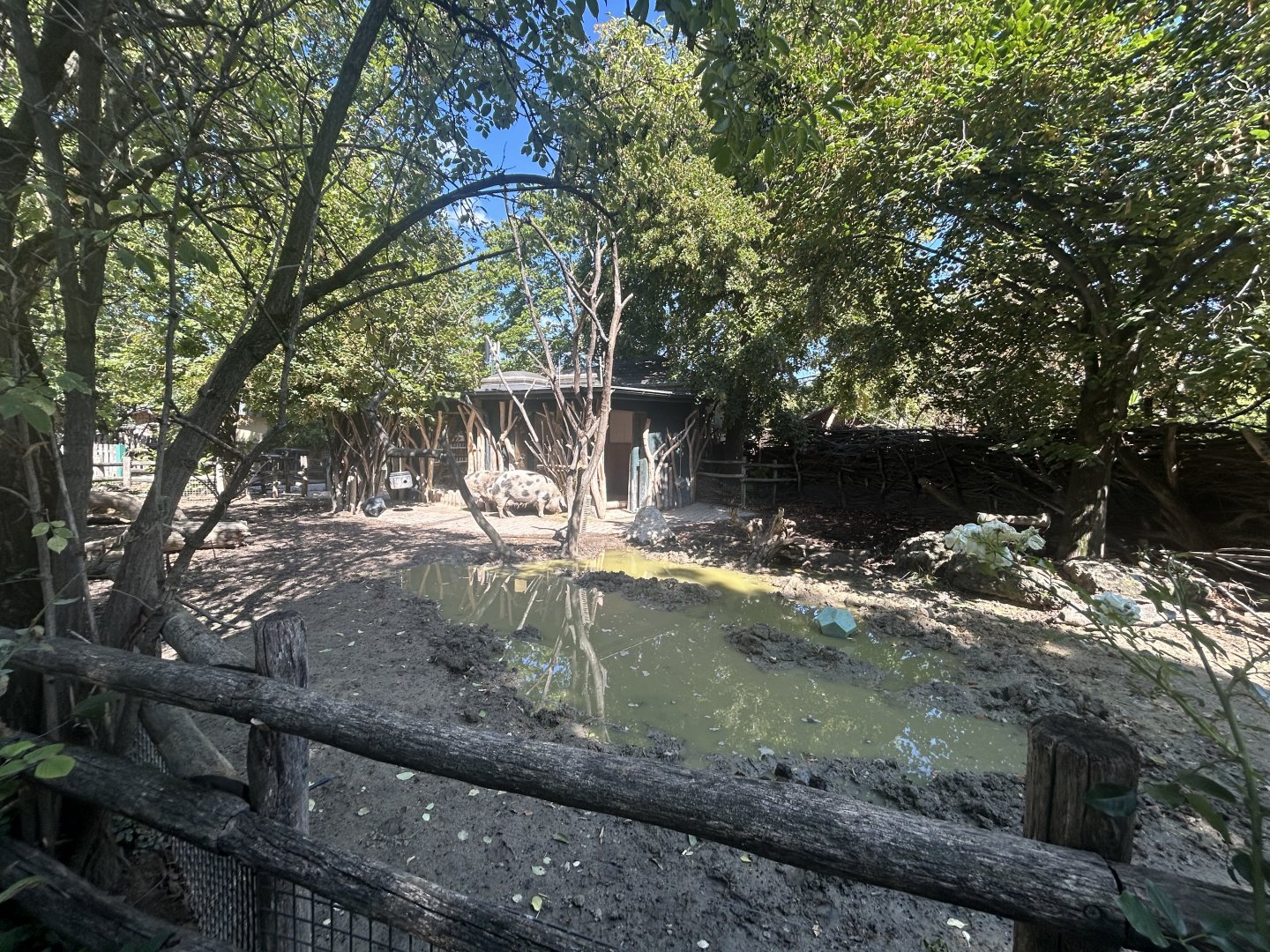 Pig Exhibit