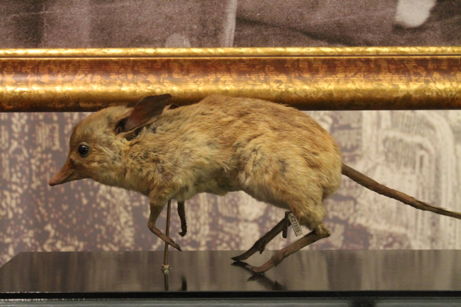 Pig-footed Bandicoot (Chaeropus ecaudatus)