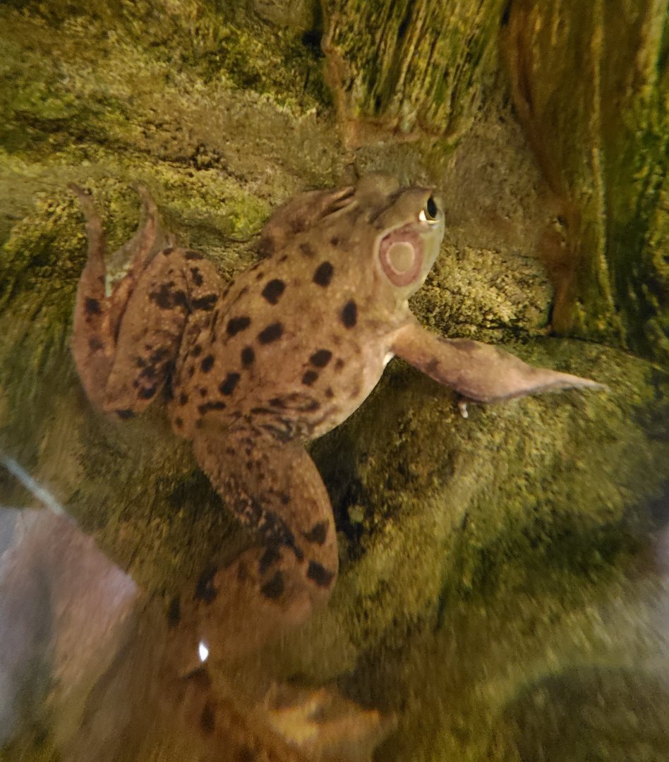 Pig Frog