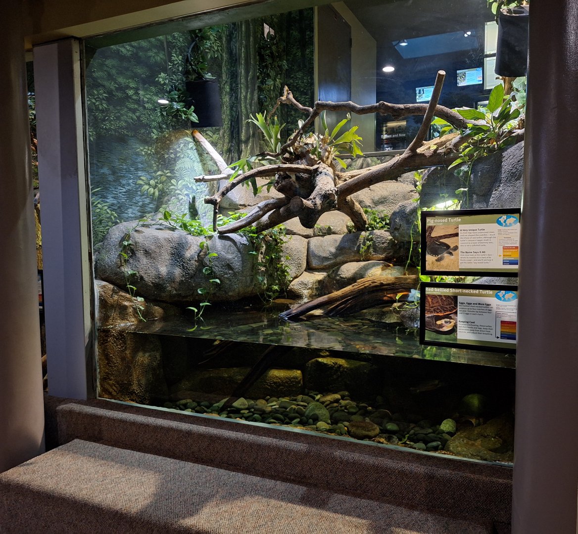 Pig-nosed and red-bellied short necked turtle enclosure (Bottom view)