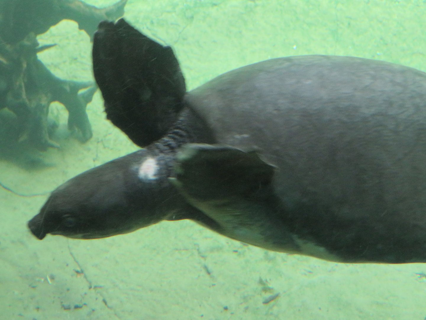 Pig-nosed (Fly River) turtle