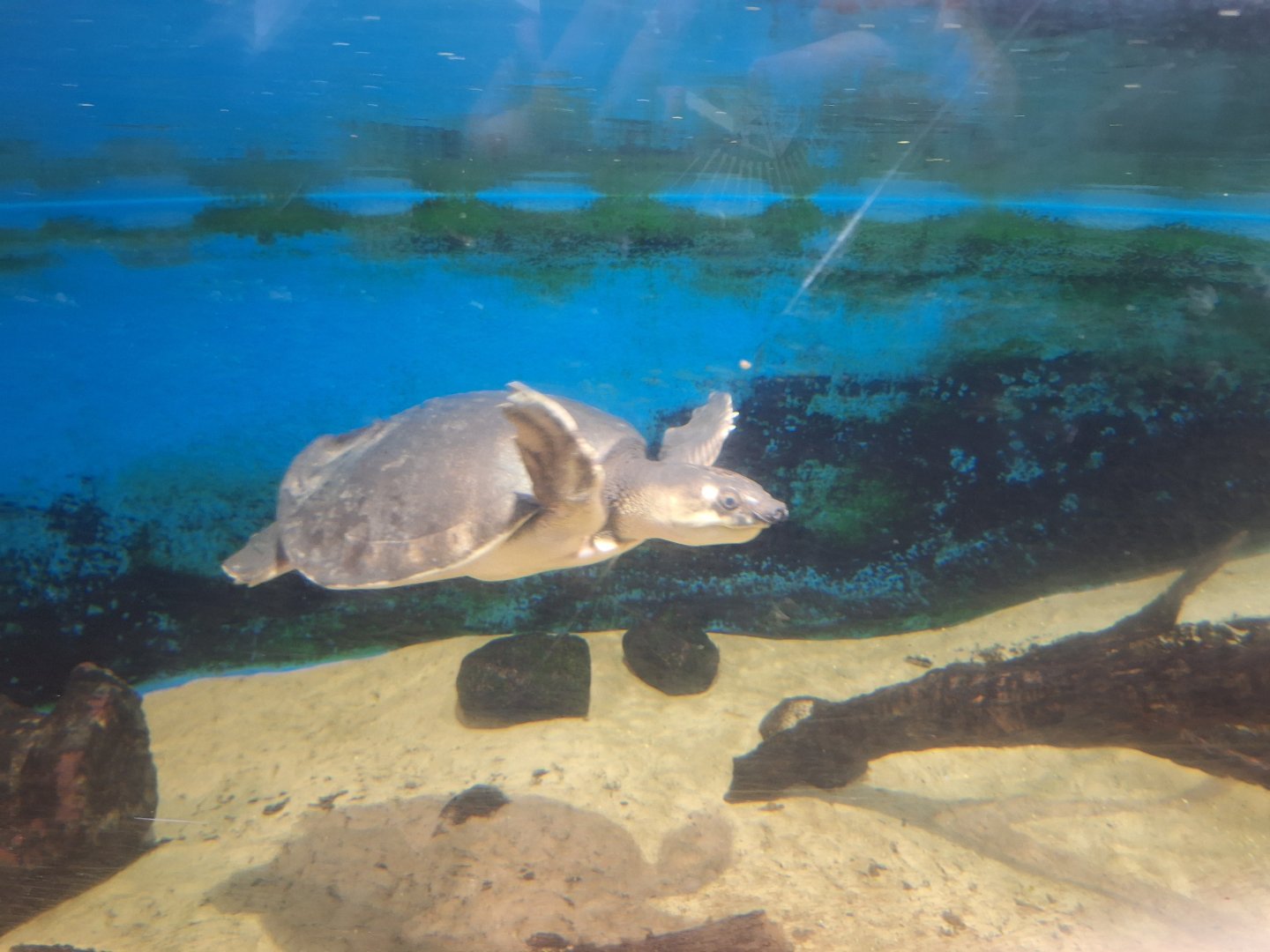 Pig-nosed River Turtle
