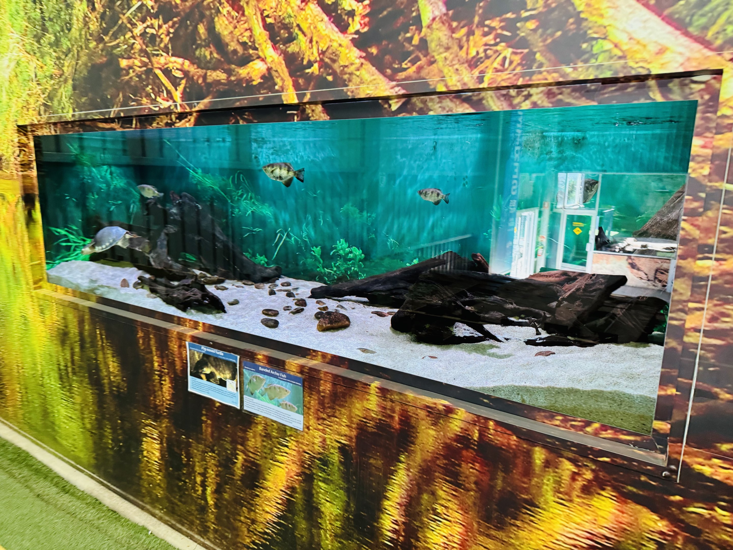 Pig-nosed Turtle/archerfish tank