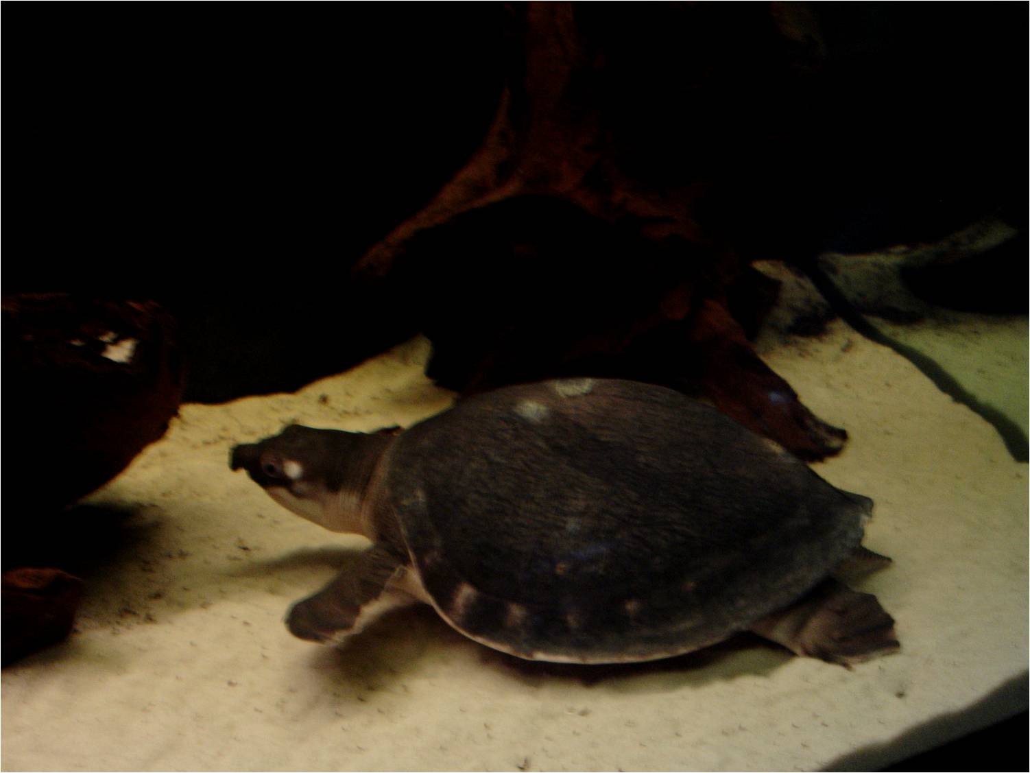 Pig-Nosed Turtle at Zoo da Maia, 27/04/08