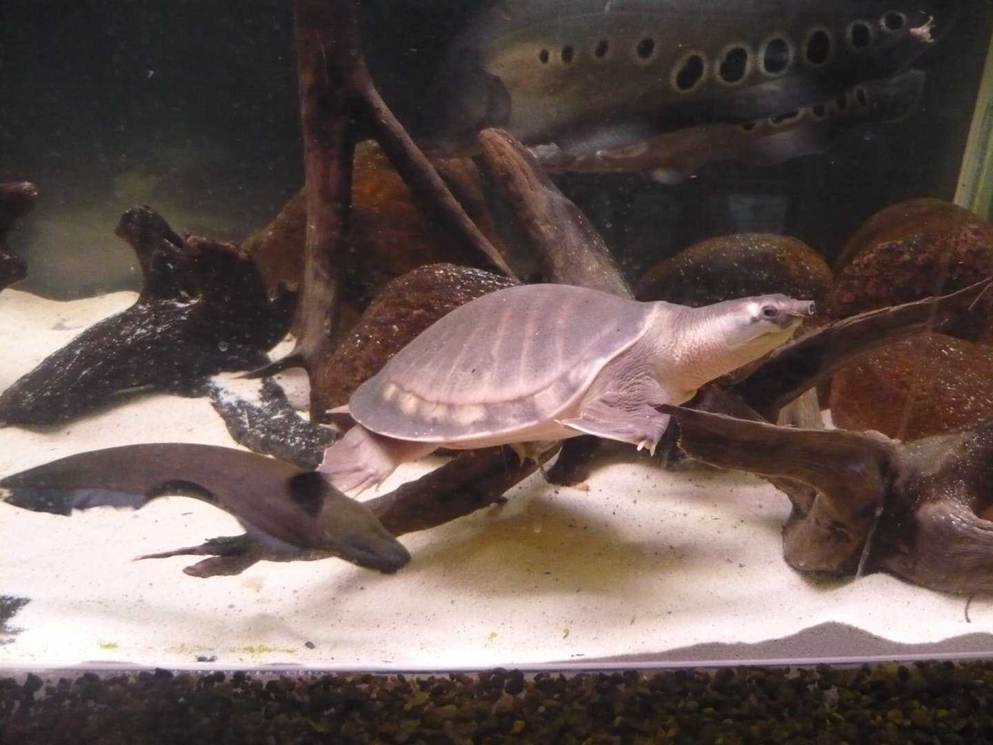 Pig-nosed turtle (Carettochelys insculpta) and knife fishes