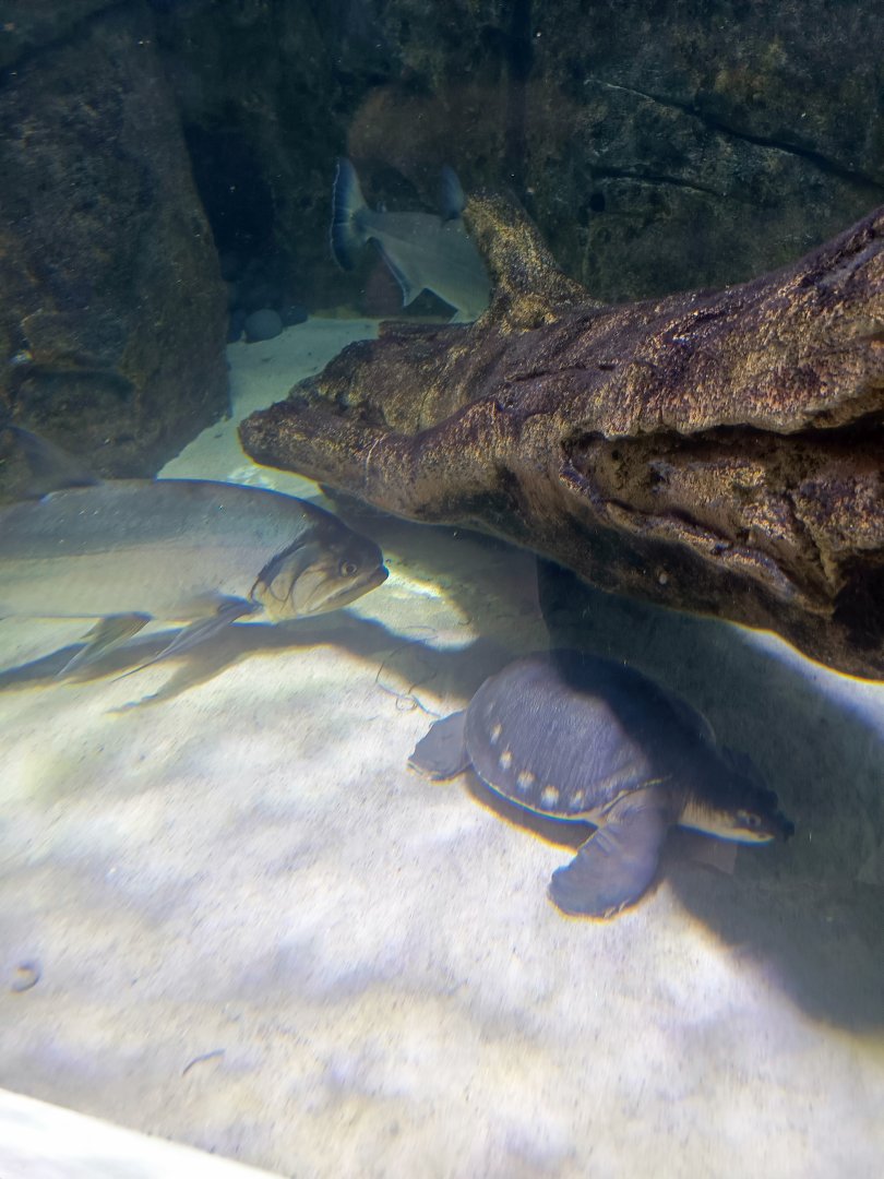 Pig-nosed turtle (Carettochelys insculpta) and Payara (Hydrolycus armatus)