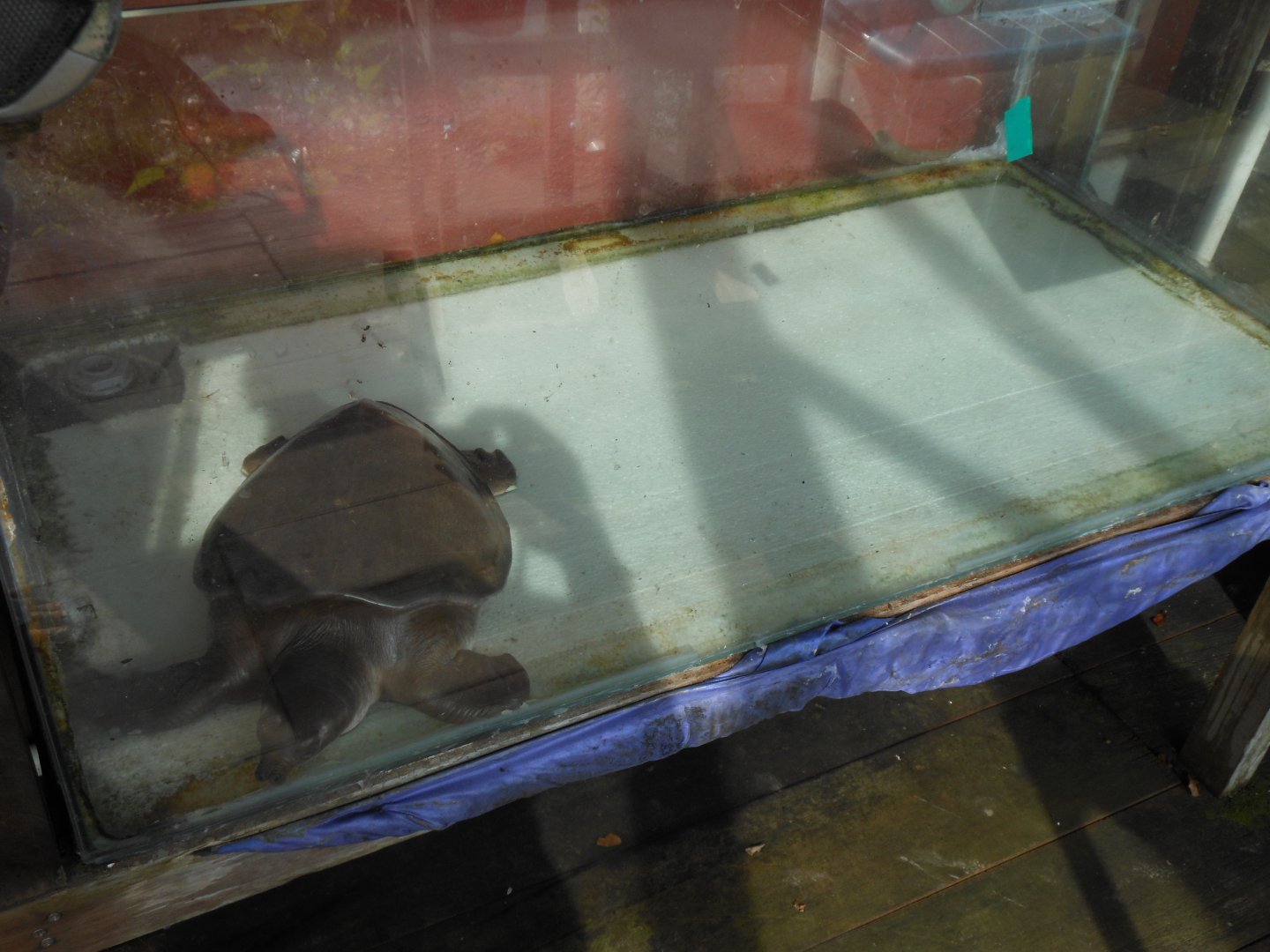 Pig-nosed Turtle (Carettochelys insculpta) being fried by the sun