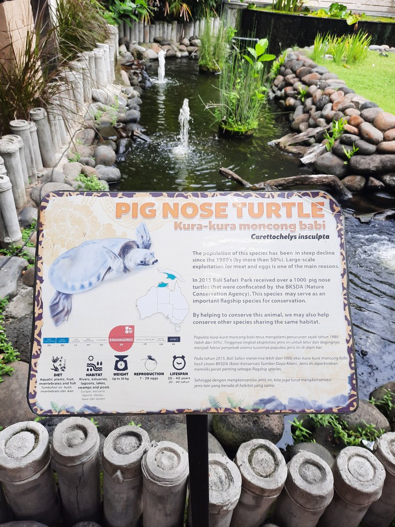 pig-nosed turtle (carettochelys insculpta) exhibit