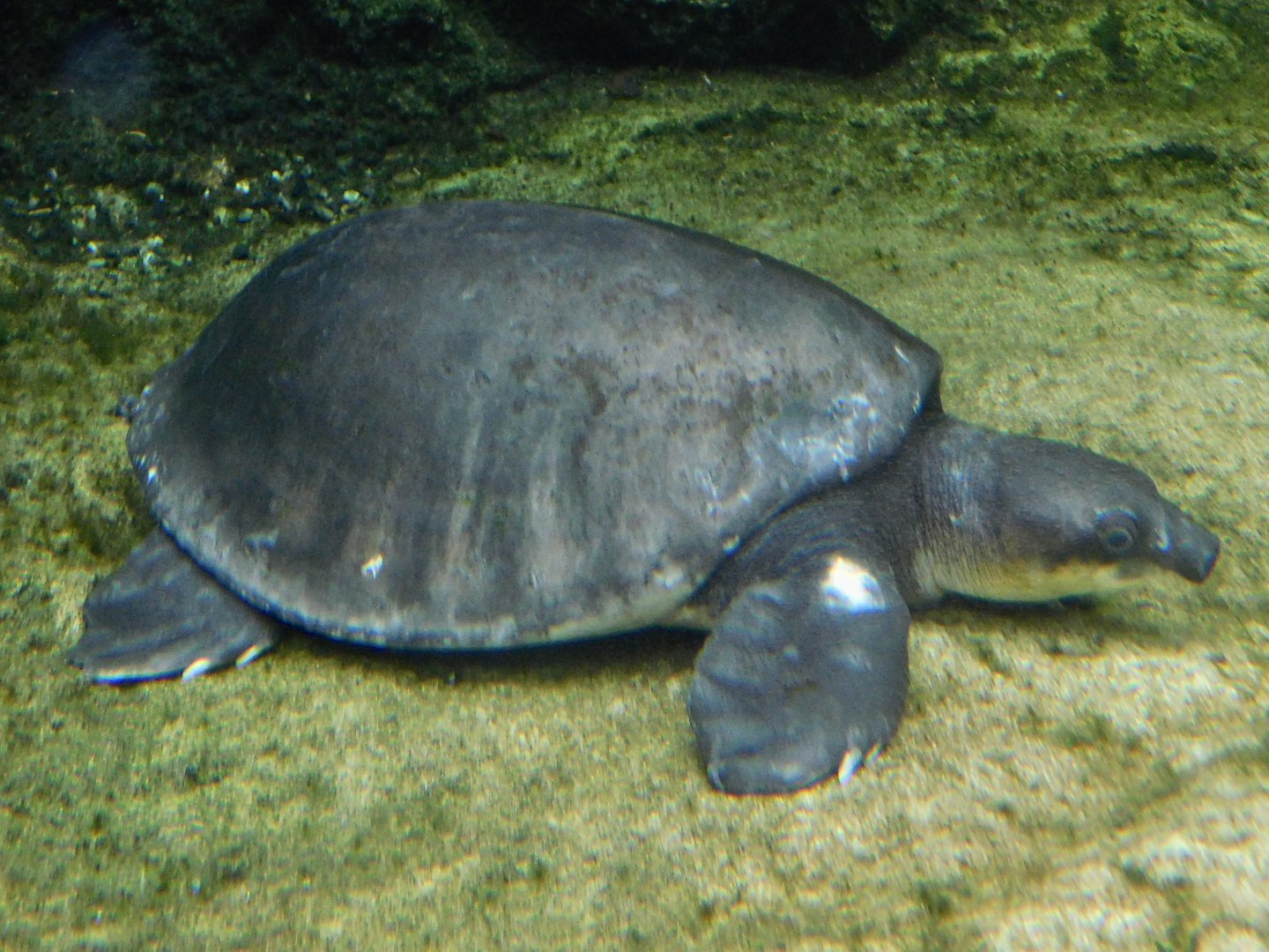 Pig-Nosed Turtle (Carettochelys insculpta) September 13, 2025