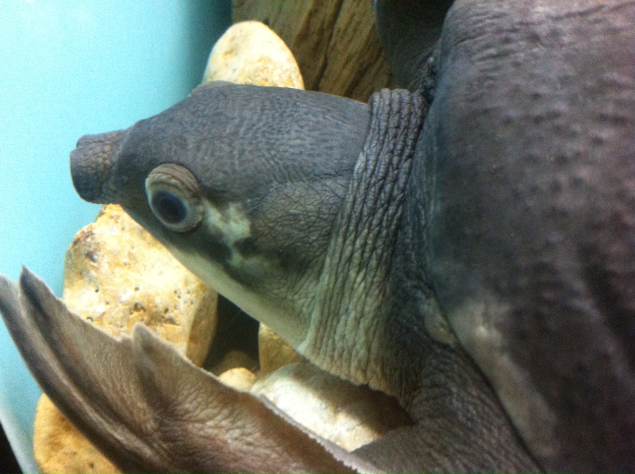 Pig-nosed Turtle (Carettochelys insculpta)