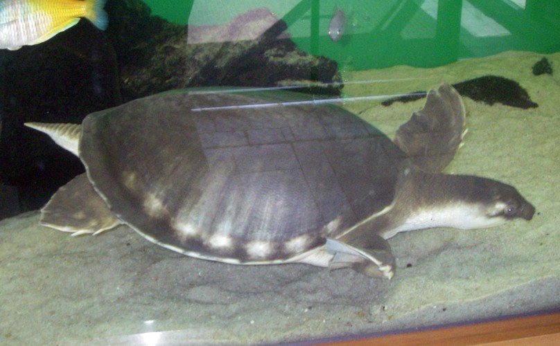 Pig-nosed Turtle (Carettochelys insculpta)
