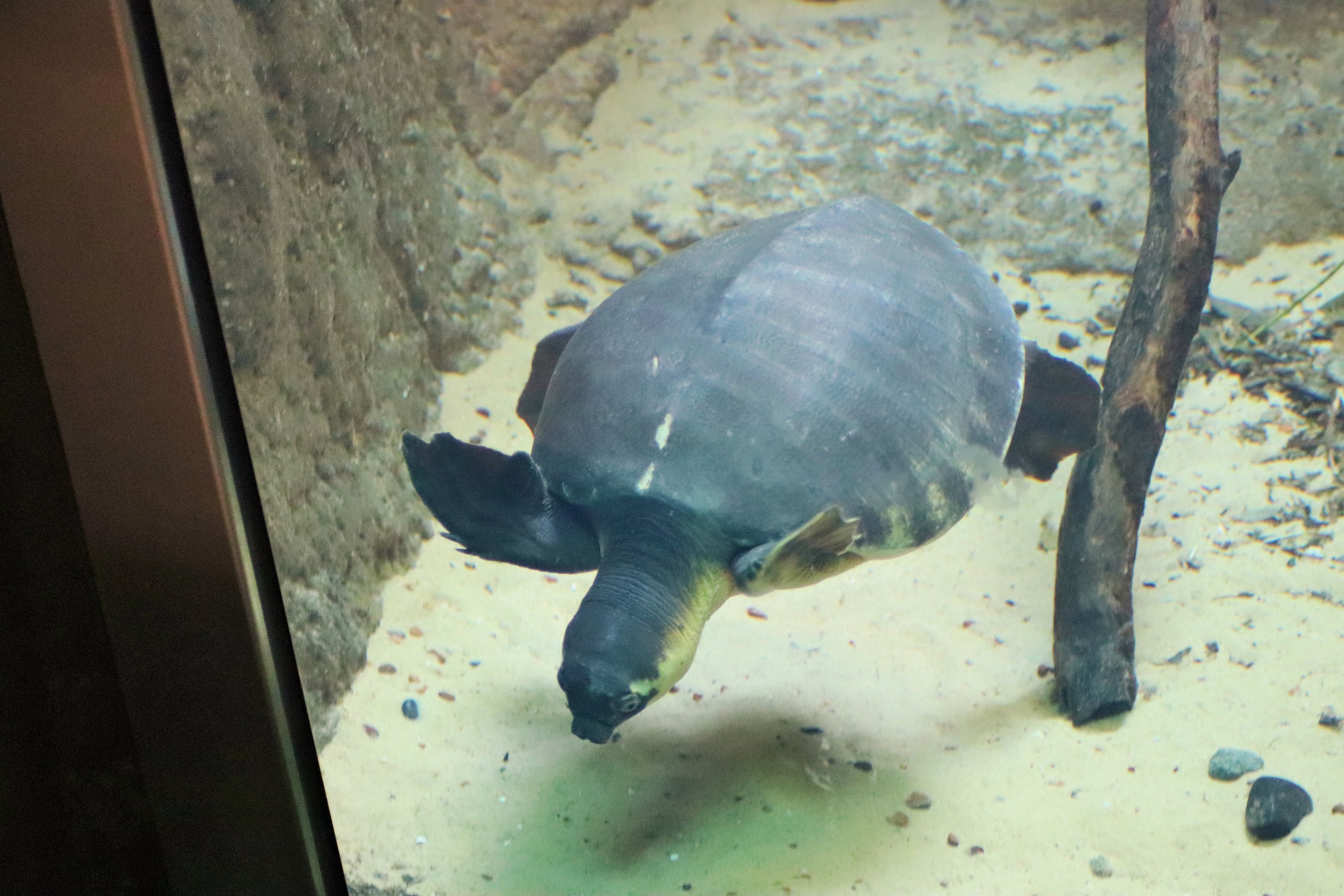 Pig-nosed Turtle (Carettochelys insculpta)