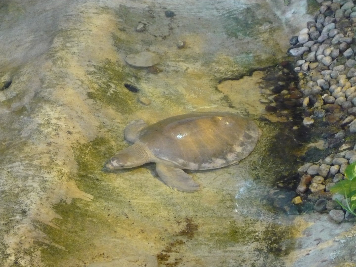 Pig-nosed turtle (Carettochelys insculpta)