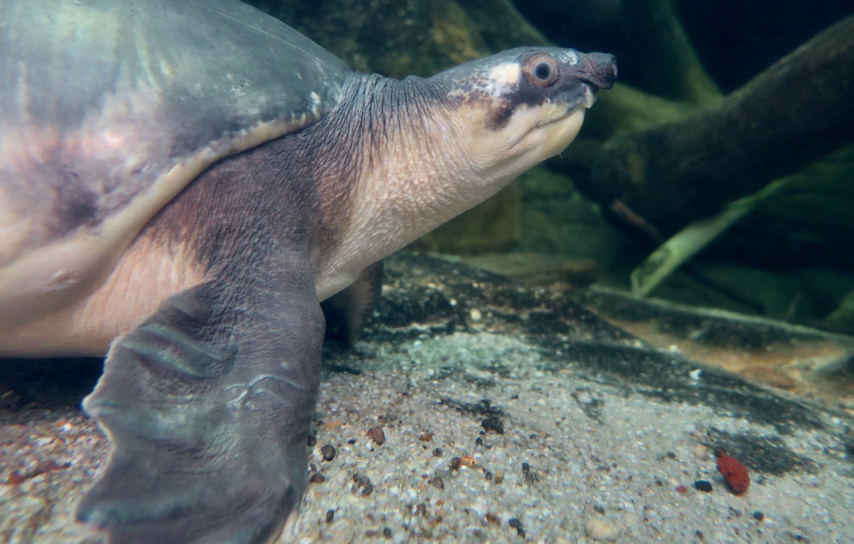 Pig-Nosed Turtle (Carettochelys insculpta)