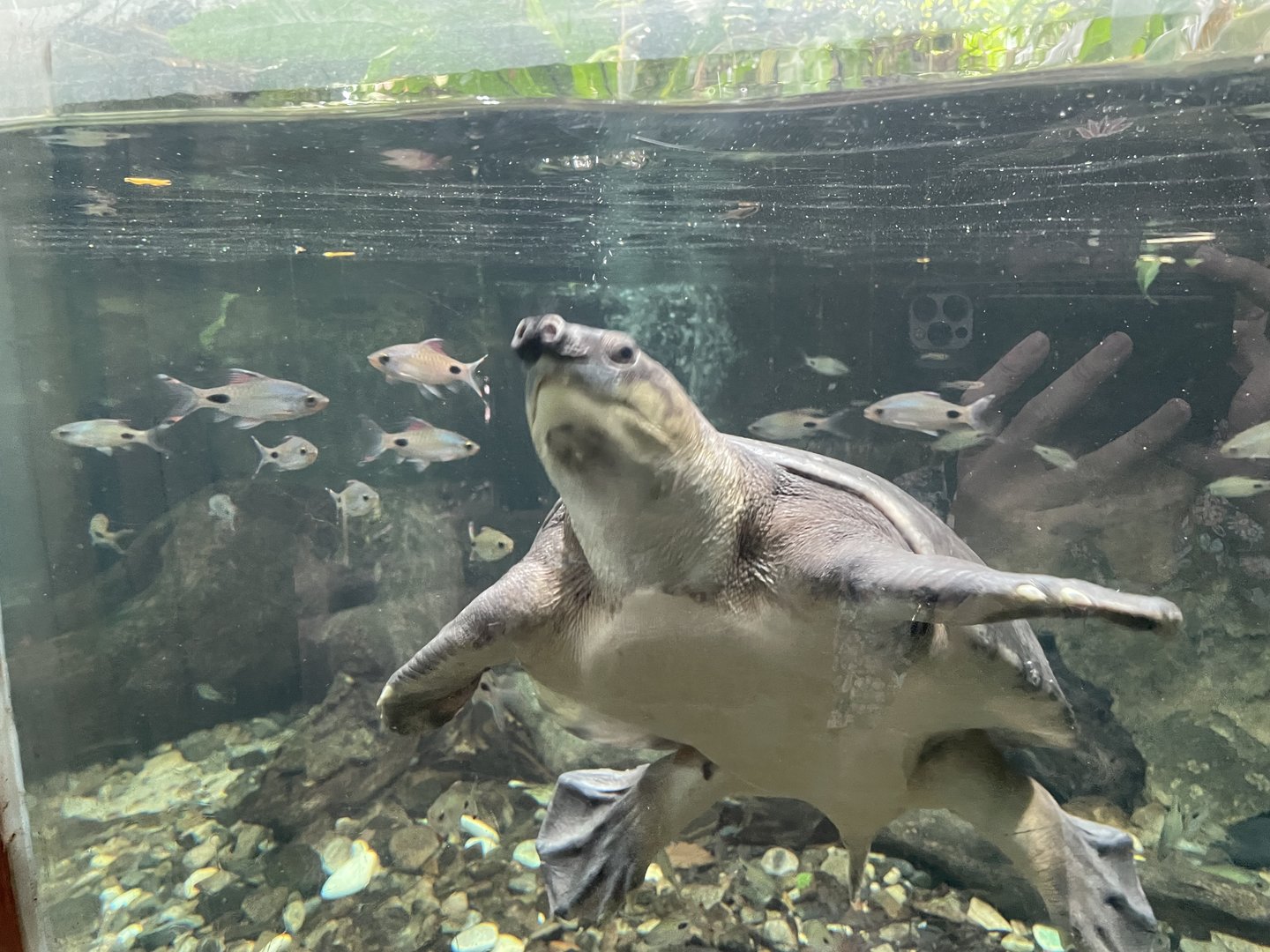 Pig-nosed Turtle (Carettochelys insculpta)