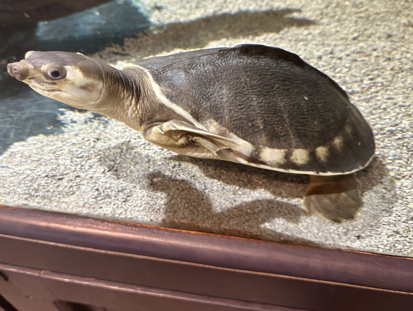 Pig-nosed turtle (Carettochelys insculpta)