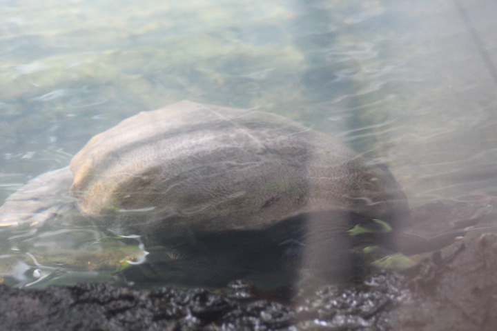 Pig-nosed turtle (Carettochelys insculpta)