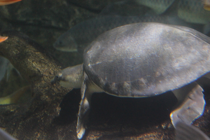 Pig-nosed turtle (Carettochelys insculpta)