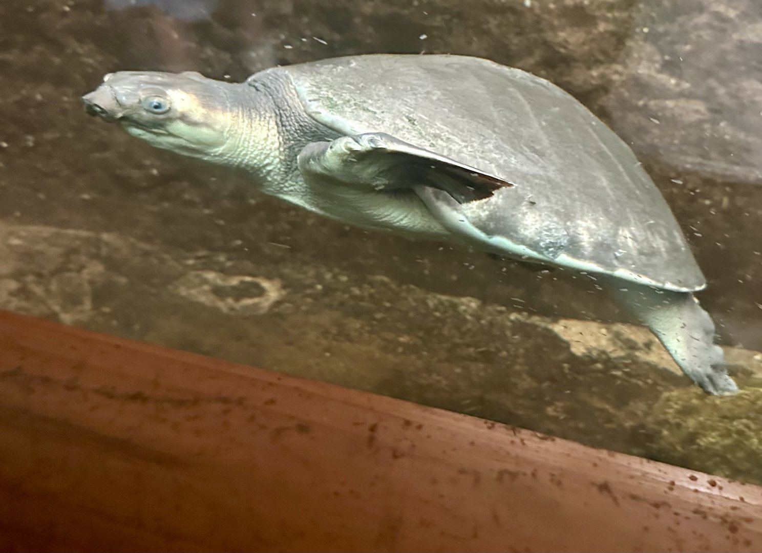 Pig-nosed turtle (Carettochelys insculpta)