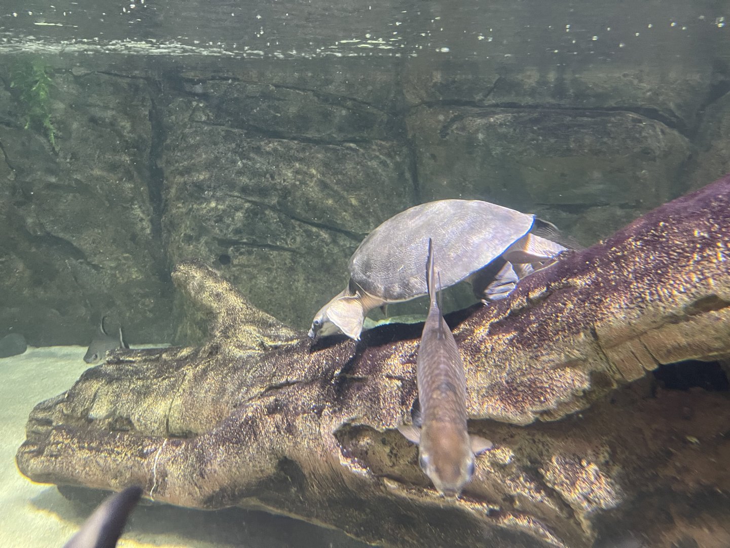 pig-nosed turtle (carettochelys insculpta)