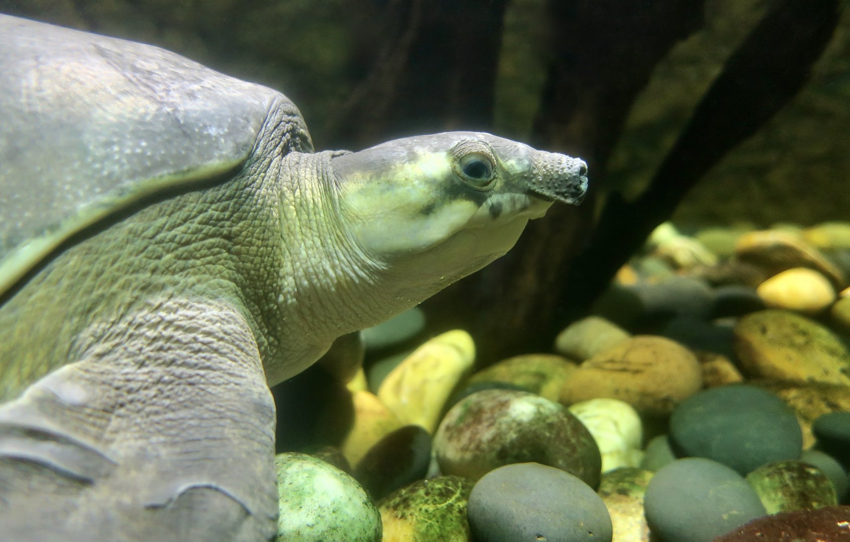 Pig-Nosed Turtle (Carettochelys insculpta)