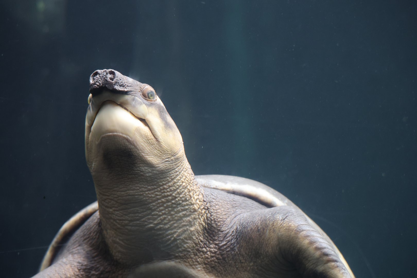 Pig-nosed turtle (Carettochelys insculpta)