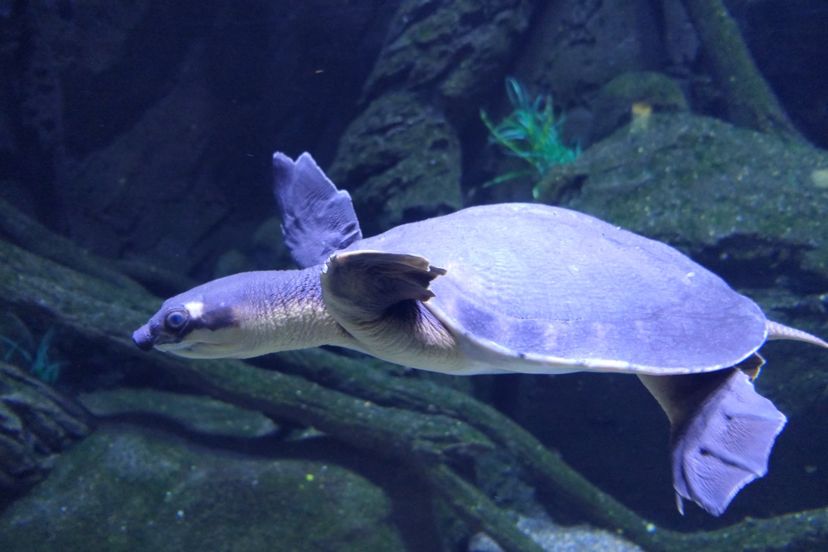 Pig-nosed Turtle (Carettochelys insculpta)