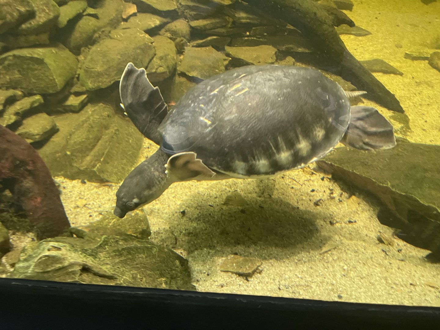 pig-nosed turtle (carettofhelys insculpta) (1) - museum komodo