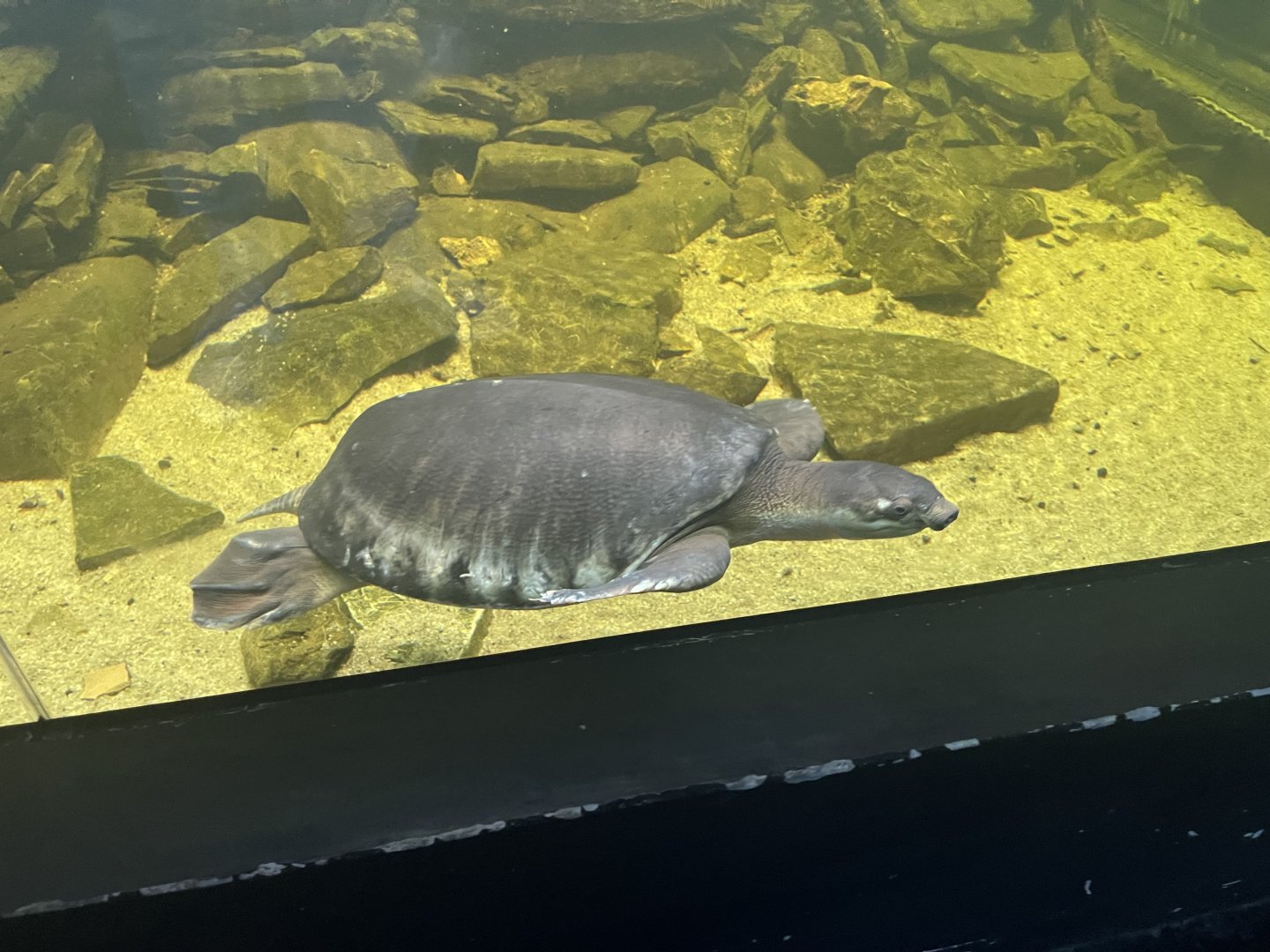 pig-nosed turtle (carettofhelys insculpta) (2) - museum komodo