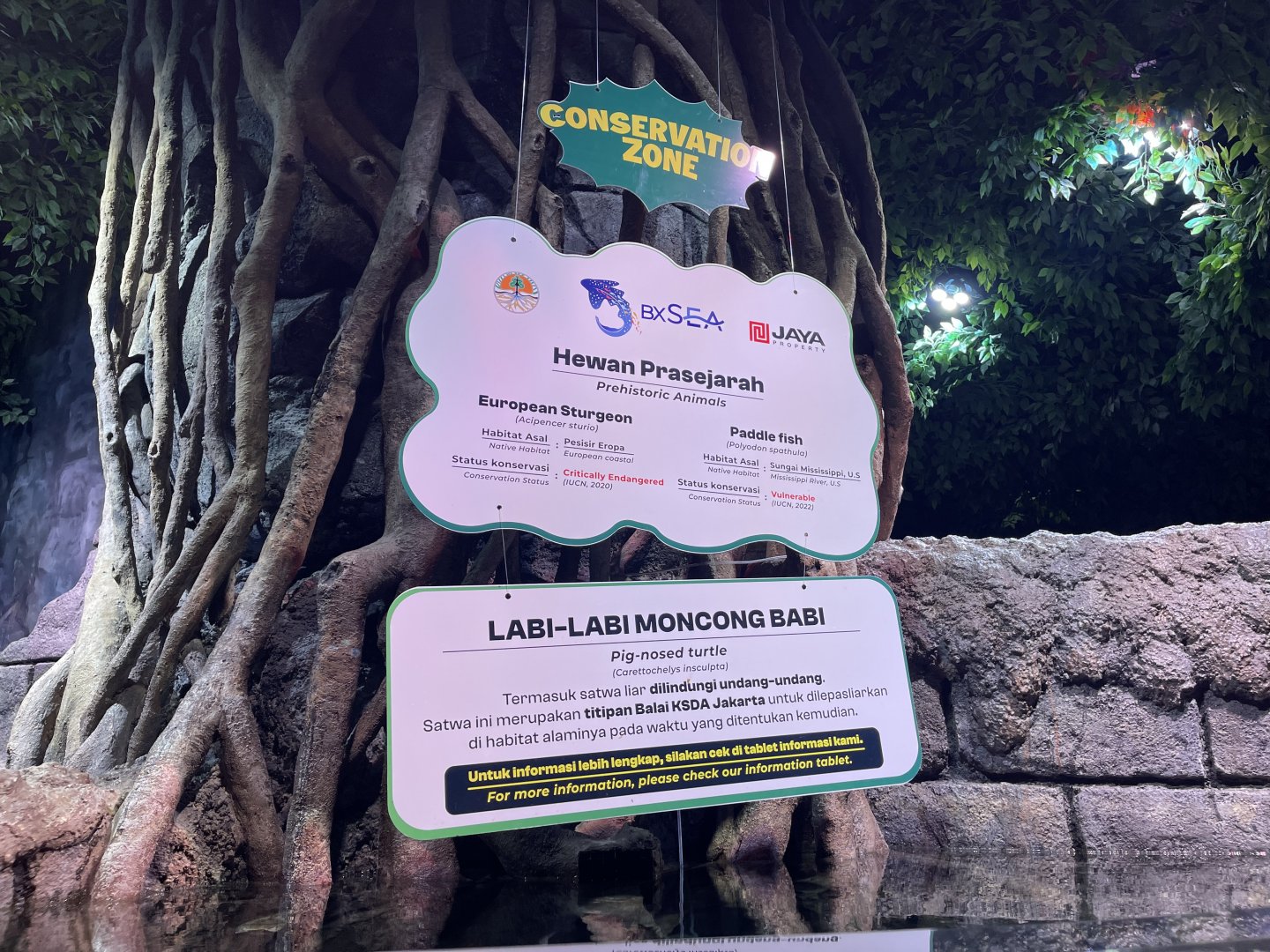 pig-nosed turtle (carrttochelys insculpta) signage - BX Sea