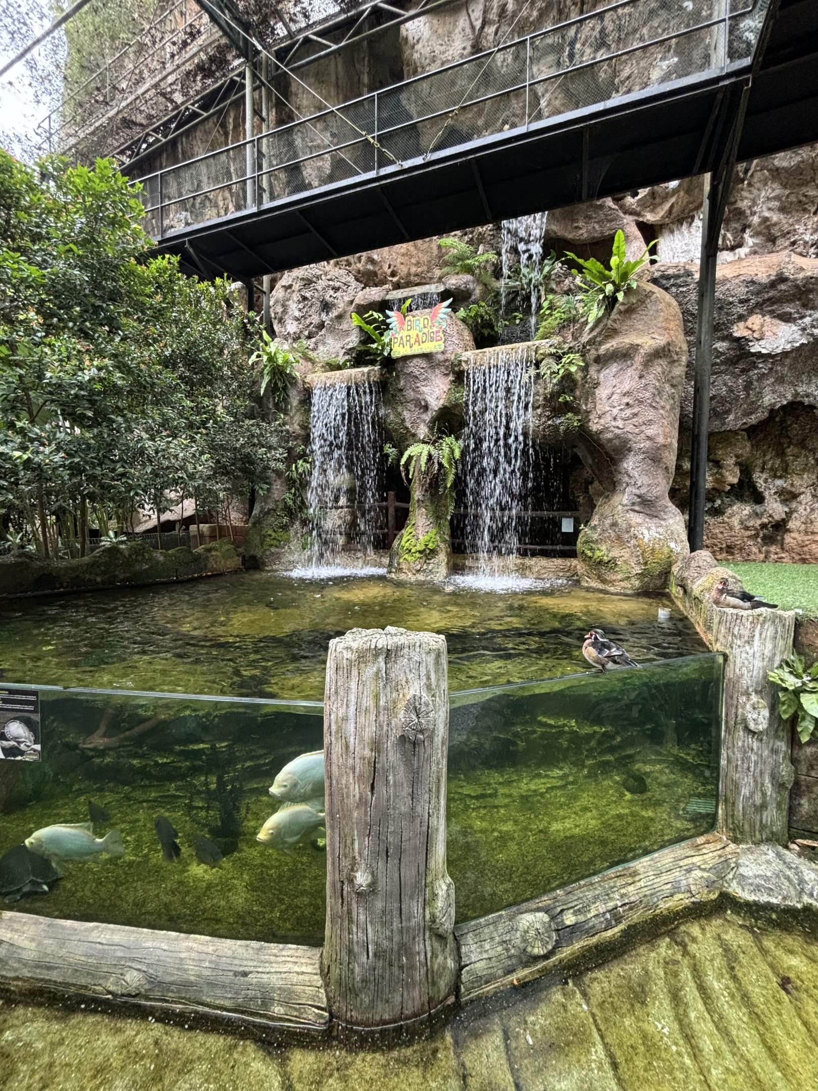 Pig-nosed Turtle Exhibit - Lost World of Tambun