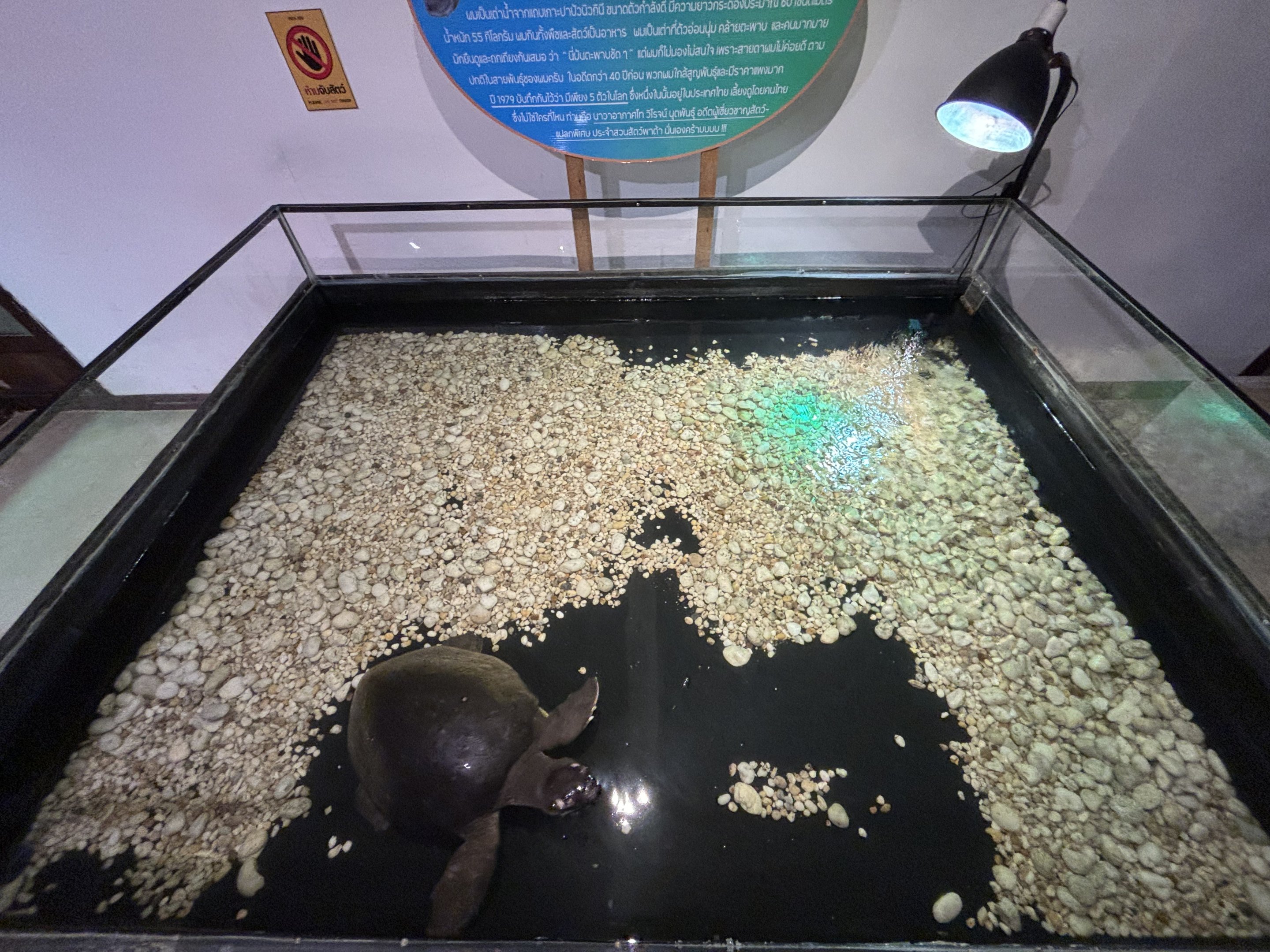 Pig-nosed Turtle Exhibit