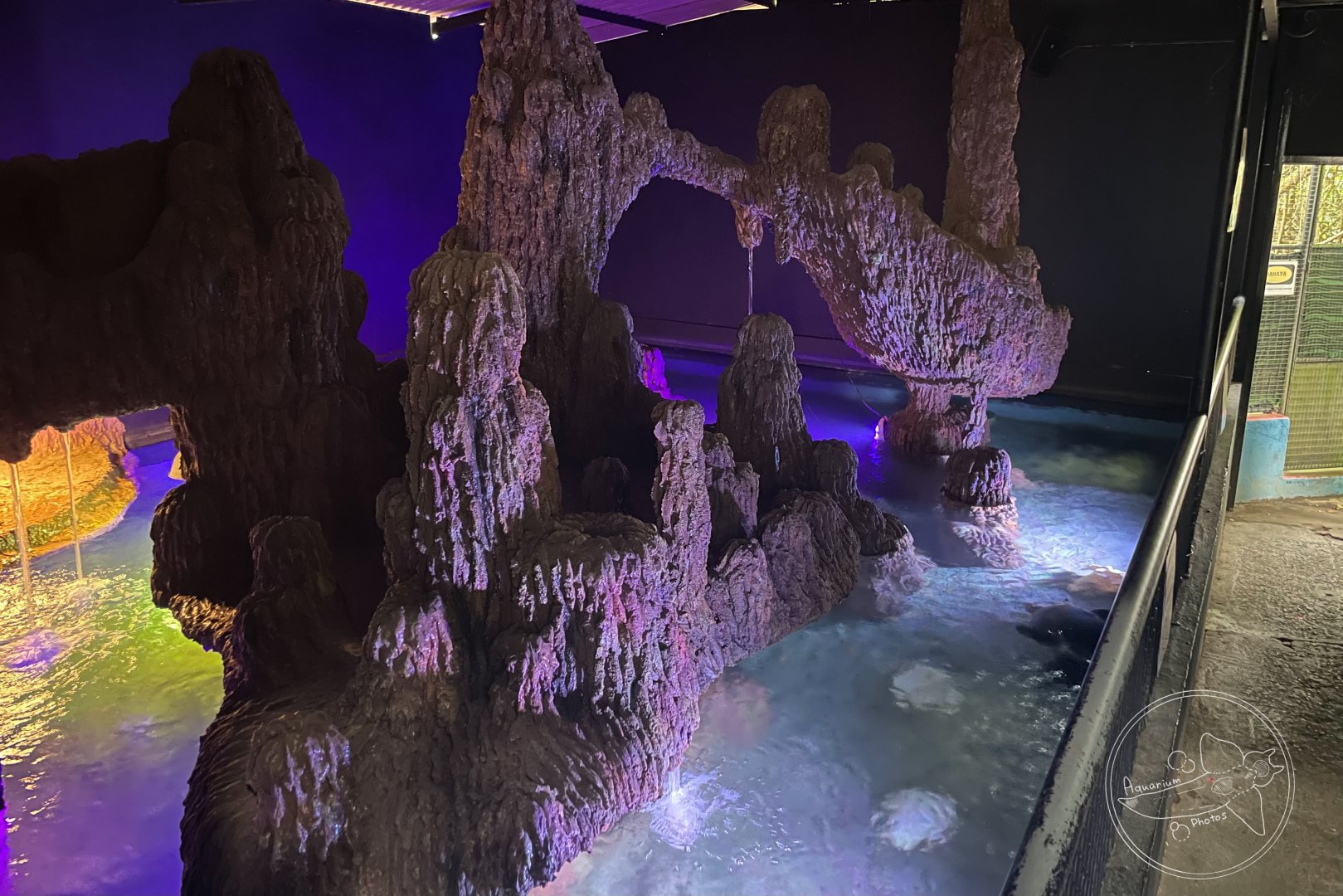 Pig-nosed Turtle Exhibit