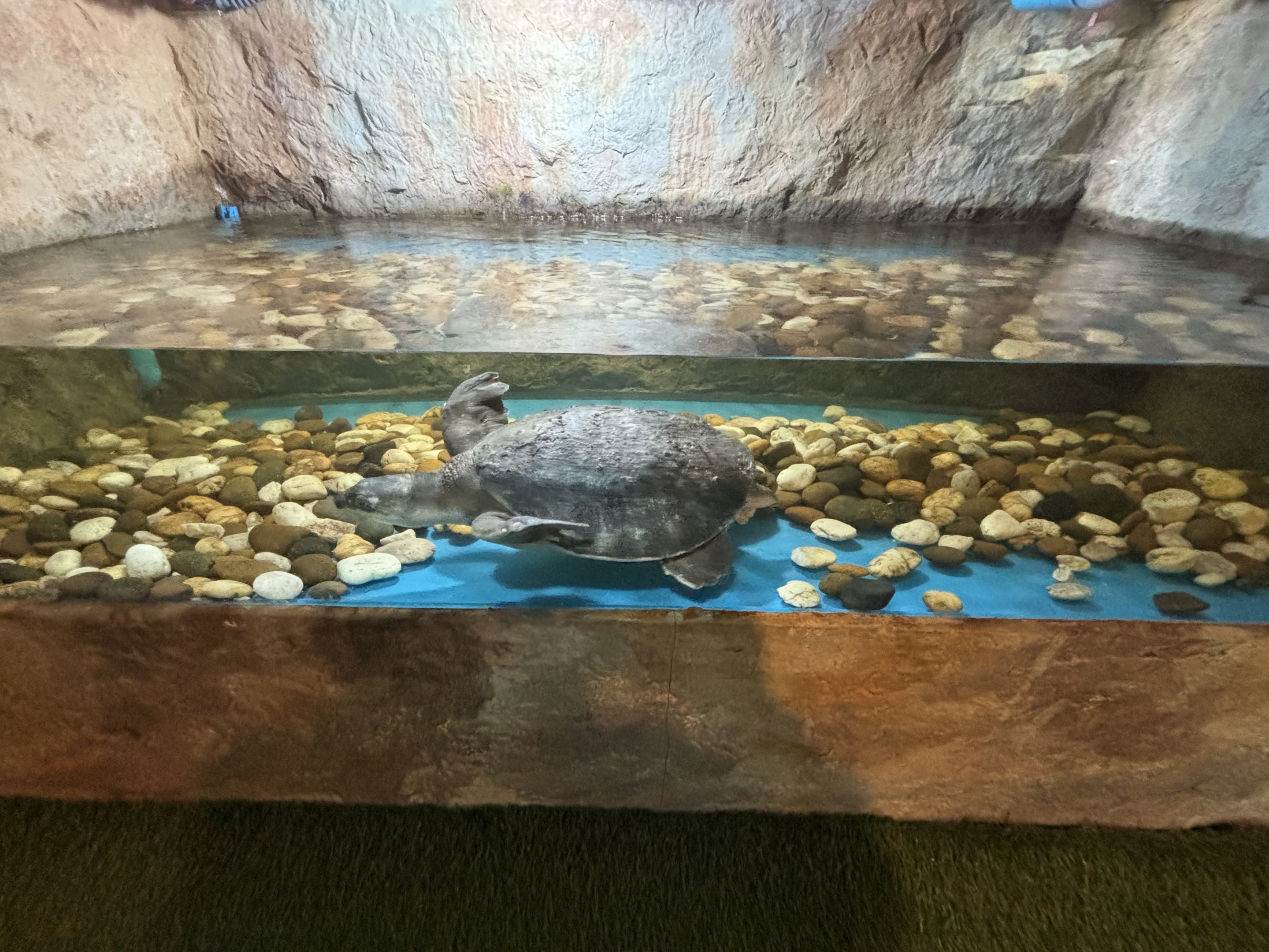 Pig-nosed Turtle Exhibit