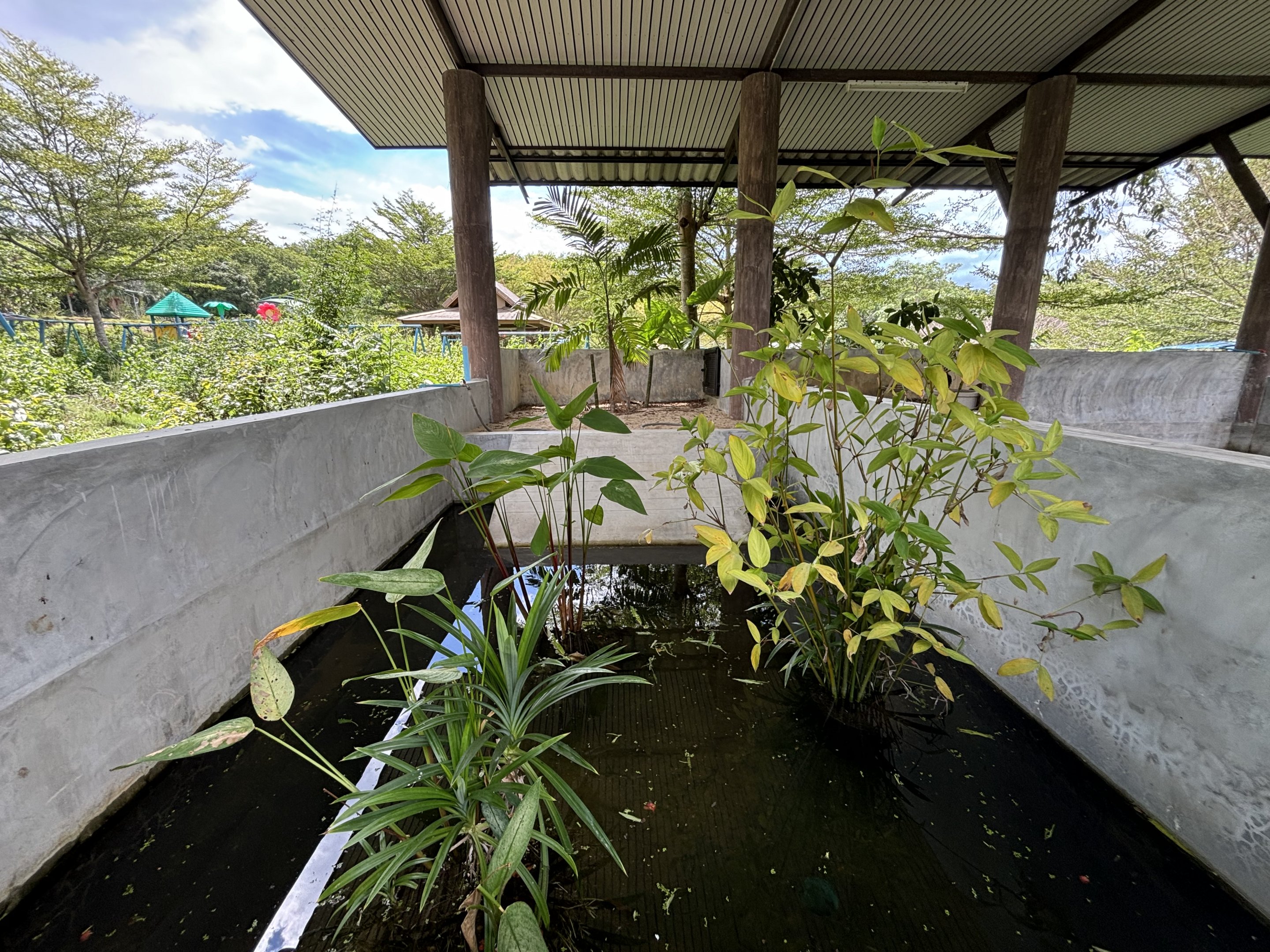 Pig-nosed Turtle Exhibit