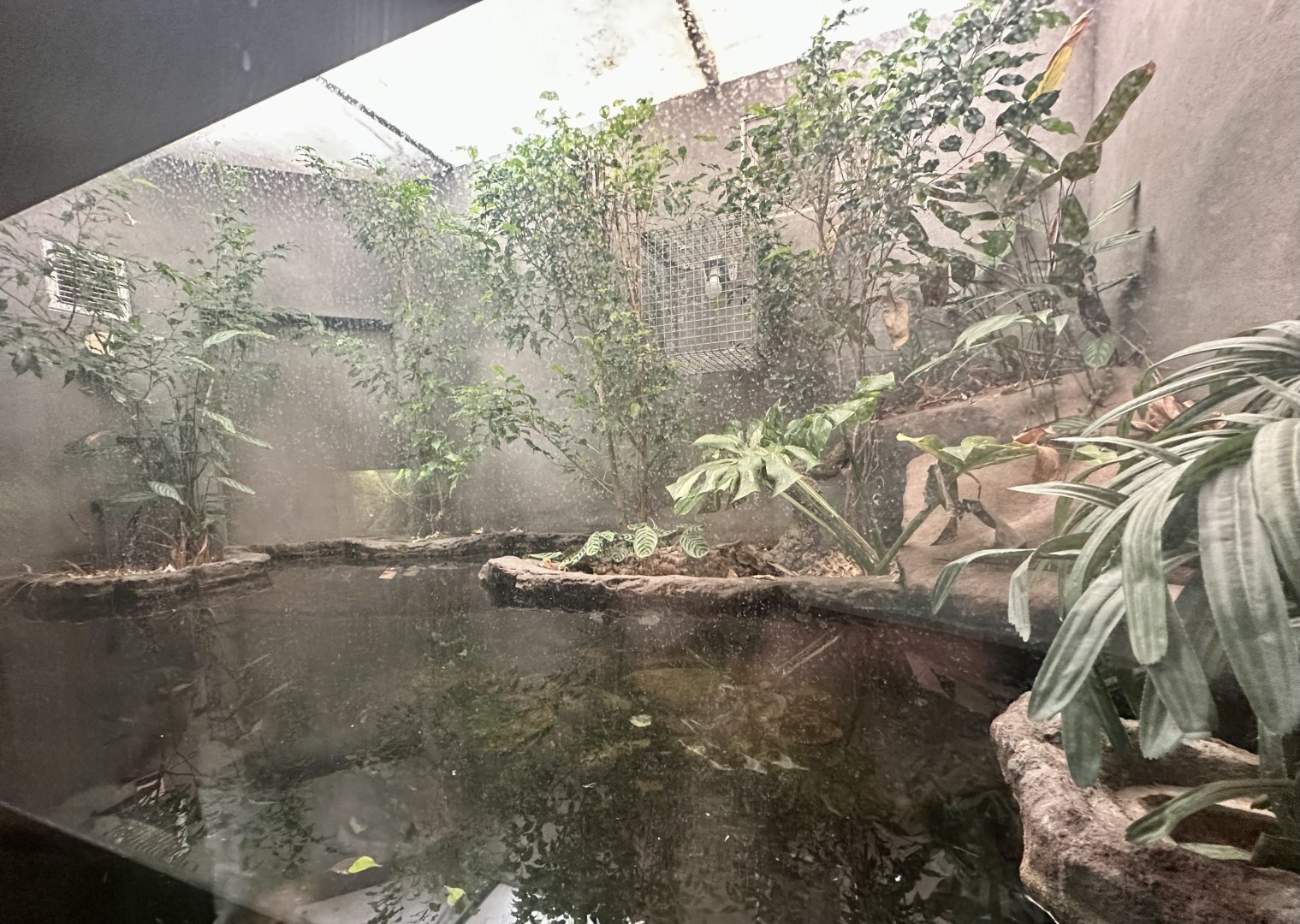 Pig-nosed Turtle Exhibit