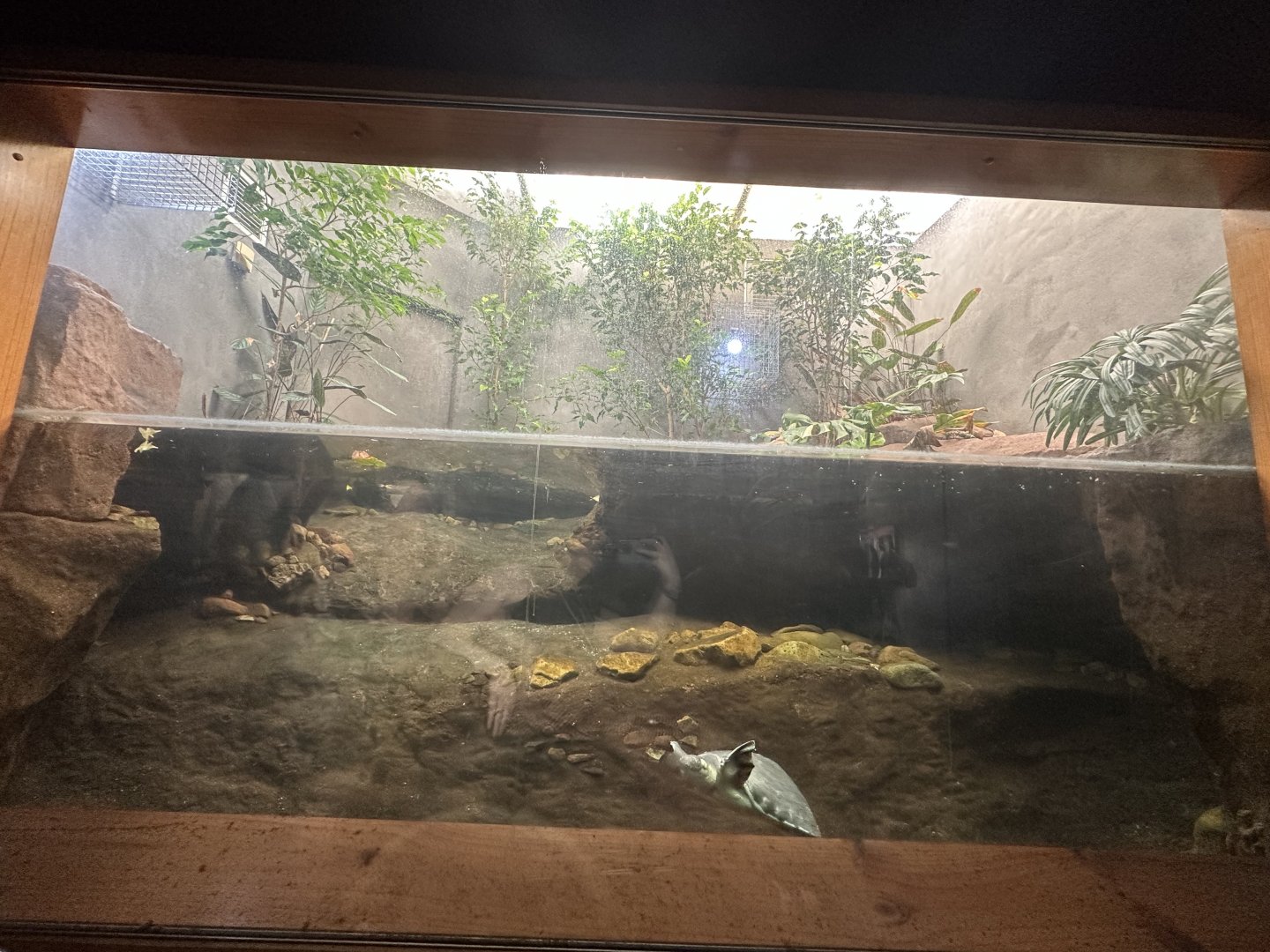 Pig nosed turtle exhibit