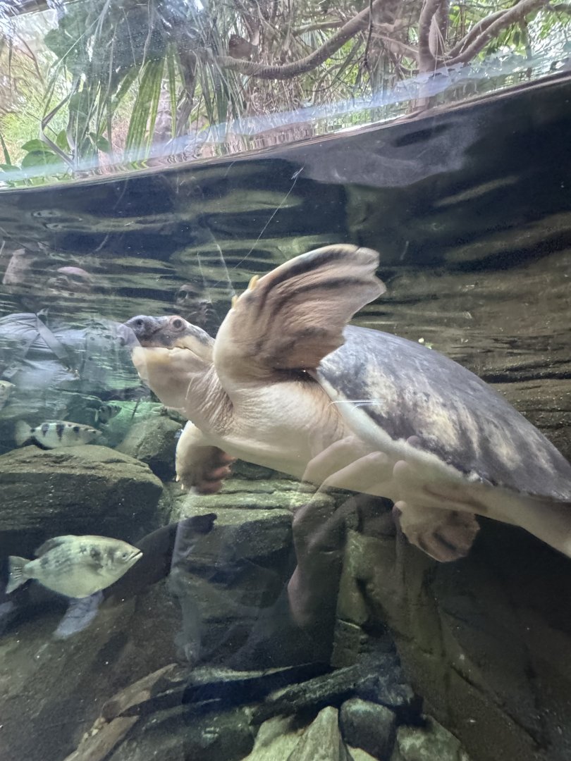 Pig-nosed turtle “Harold”
